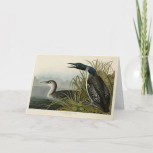 Carte Grande plongeur du Nord Loon Audubon Oiseaux d'Amé