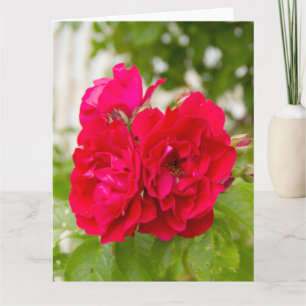 Carte Grandes roses rouges dans le jardin