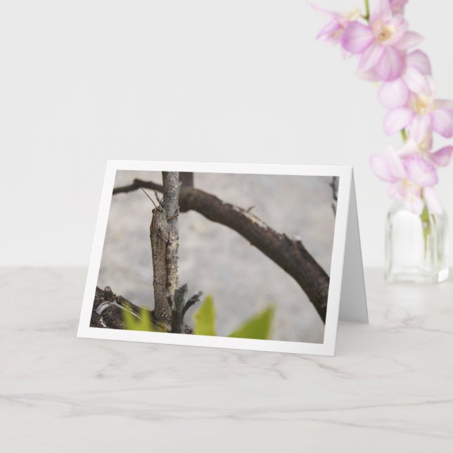 Carte Grasshopper égyptien à l'arbre (Orchidée)