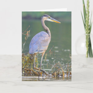 Carte Great Blue Heron Nature Faune Anniversaire