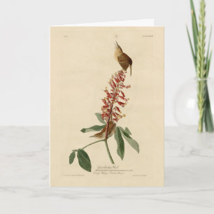 Carte Great Carolina Wren - Audubon's Birds of America