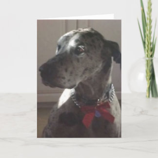 Carte Great dane