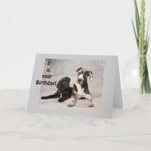 CARTE GREAT DANE DIT "PROFITEZ DE VOTRE ANNIVERSAIRE"