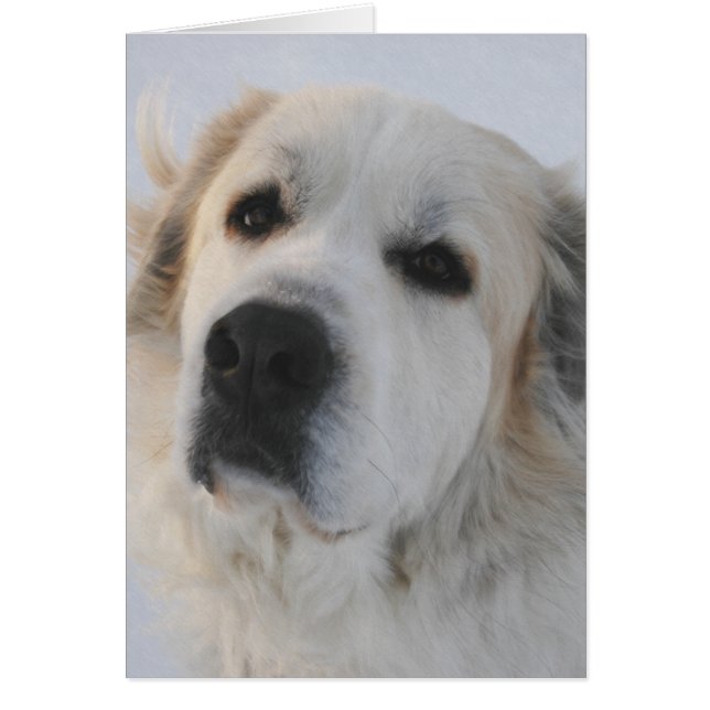 Carte Great Pyrenees (Devant)