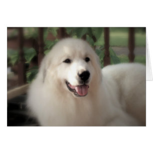 Carte Great Pyrenees - "Pretty Zoe" NF