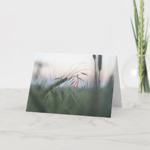 Carte Green Cornfield Nature Photo