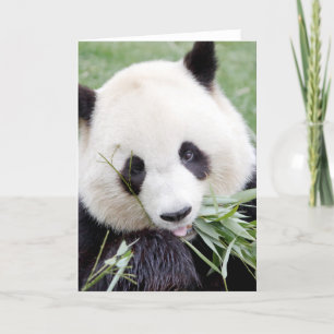 Carte Greeting cards Photo giant panda. Panda geant.