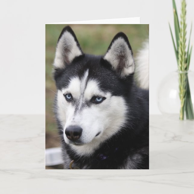 Carte greetingcard husky (Devant)