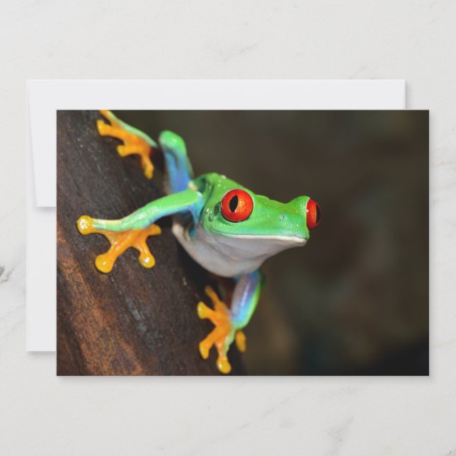 Carte Grenouille à yeux rouges tropicale - Agalychnis Ca (Devant)