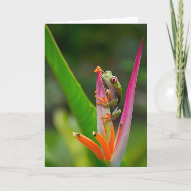 Carte grenouille d'arbre de Rouge-oeil, Costa Rica 2 (Devant)
