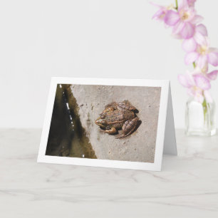 Carte Grenouille sur une haie