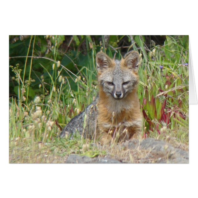 Carte Grey Fox (Devant horizontal)