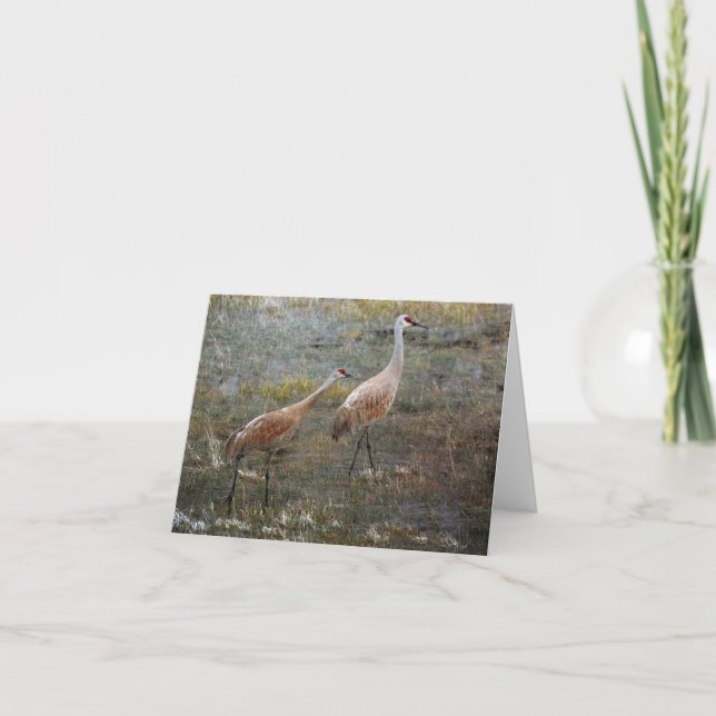 Carte grise de Sandhill Crane (Devant)