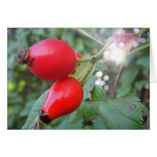 Carte grise Hagebutte à rayon de soleil, blanc