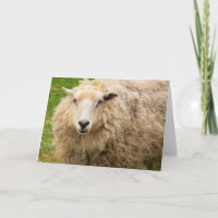 Gros mouton laineux Fuzzy Anniversaire