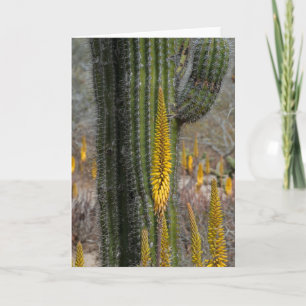 Carte Gros plan sur cactus et agave