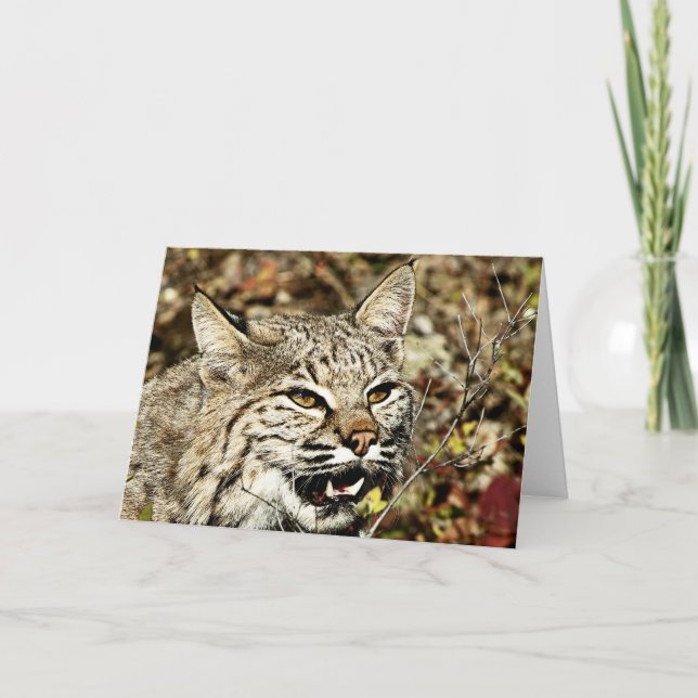 Carte Grossissant Bobcat (Devant)