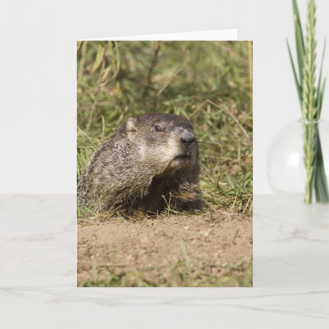 Carte Groundhog (Devant)