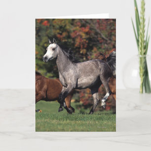 Carte Groupe de Chevaux arabes en course