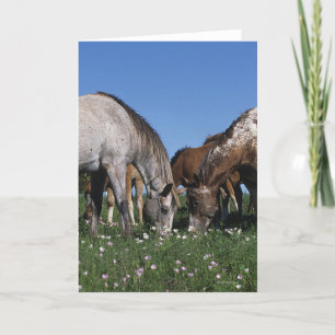 Carte Groupe de pâturage de chevaux d'Appaloosa