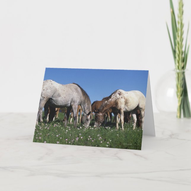 Carte Groupe de pâturage de chevaux d'Appaloosa (Devant)