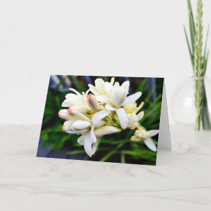 Carte Groupe hawaïen de Tuberose