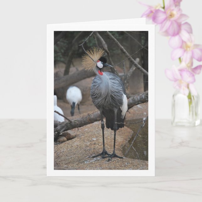 Carte Grue couronnée africaine (Orchidée)