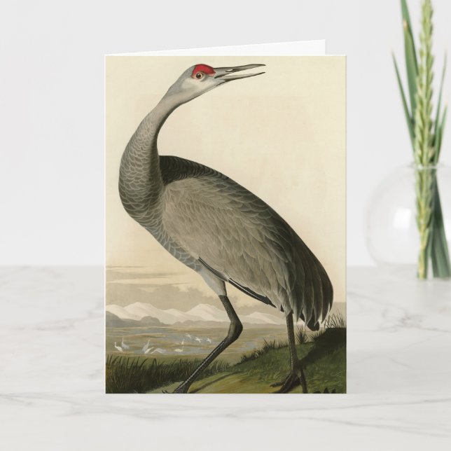 Carte Grue de Sandhill d'Audubon's Birds of America (Devant)
