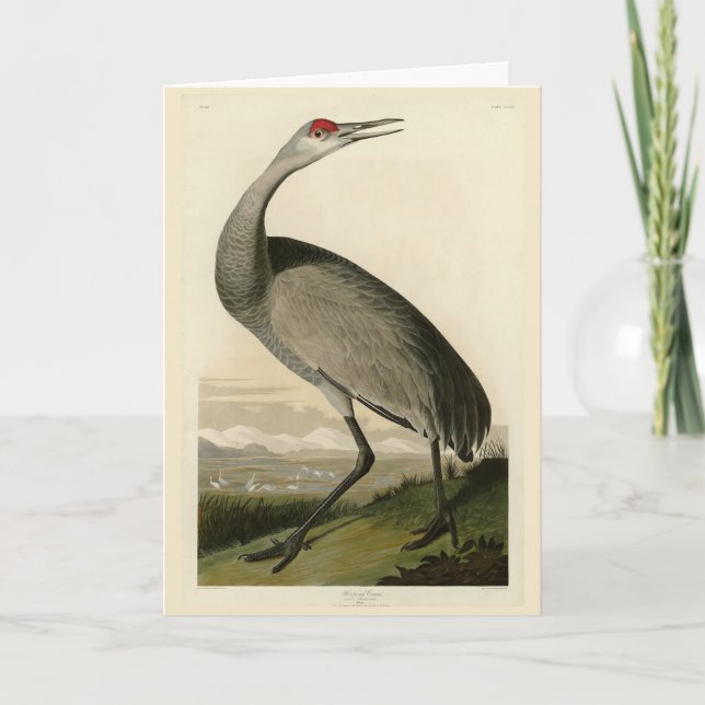 Carte Grue de Sandhill d'Audubon's Birds of America (Devant)