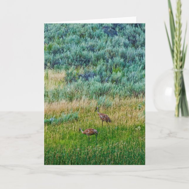 Carte Grues Sandhill (Devant)