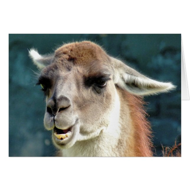 CARTE GUANACO (Devant horizontal)