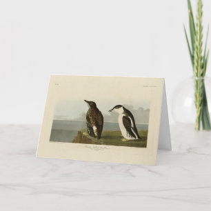 Carte Guillemot à bec mince, Audubon Birds of America