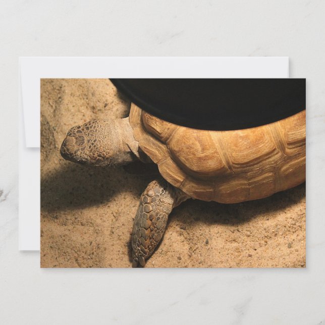 Carte Gus the Tortoise (Devant)
