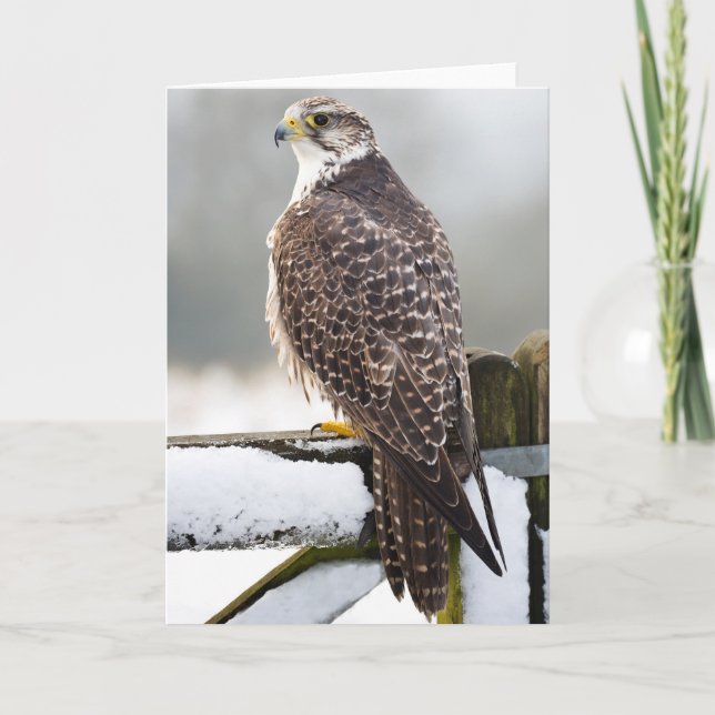Carte Gyrfalcon (Devant)