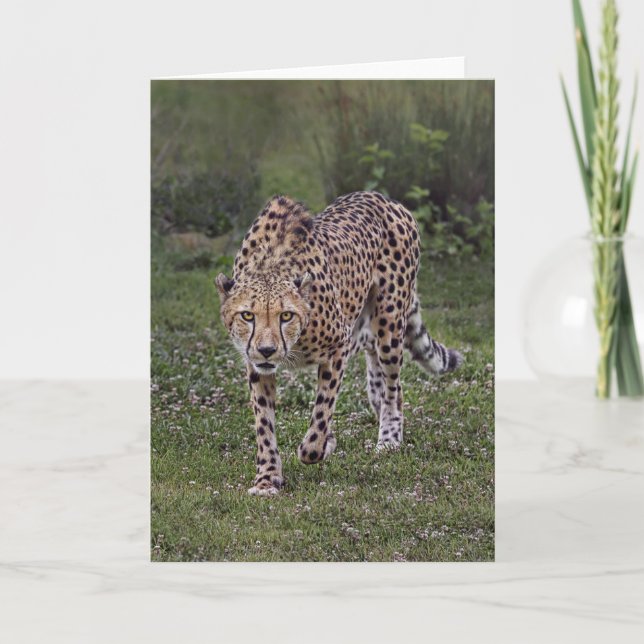 Carte Hackers Up Cheetah (Devant)