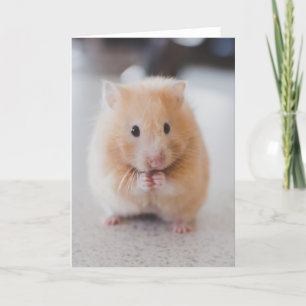 Carte Hamster mignon