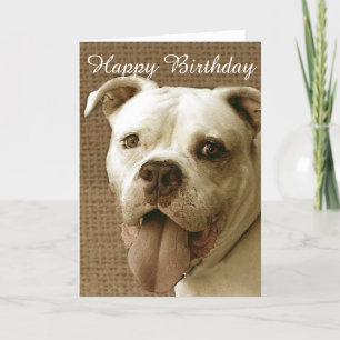 Carte Happy Birthday American bulldog greeting card