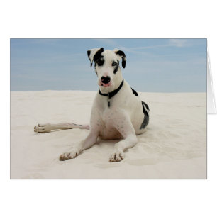 Carte Harlequin Great Dane Chien Chien - Verset