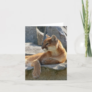 Carte Haut étroit de puma