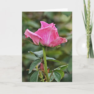 Carte haute rose rose Art