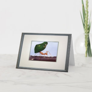 Carte Hautes espérances