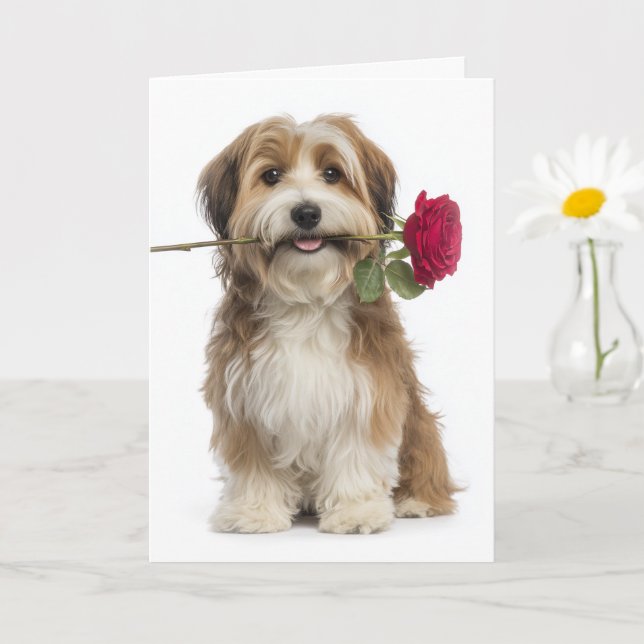 Carte Havanese Valentine – Gentle Love & Devotion (Petite plante)