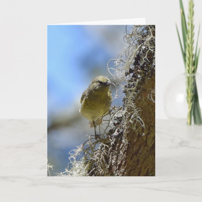 Carte Hawaii Amakihi (Devant)