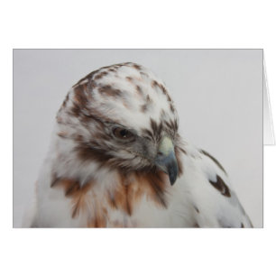 Carte Hawk