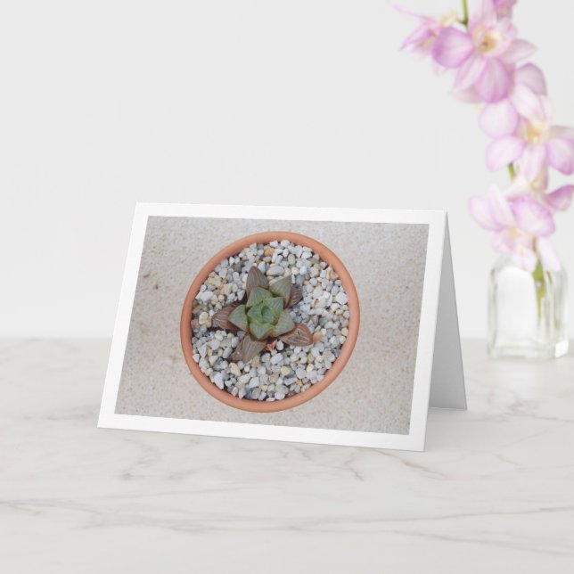Carte Haworthia cooperi, Plante grasse (Orchidée)