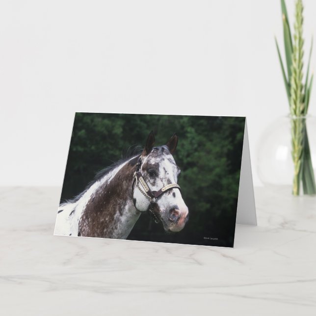 Carte Headshot 2 de cheval d'Appaloosa (Devant)