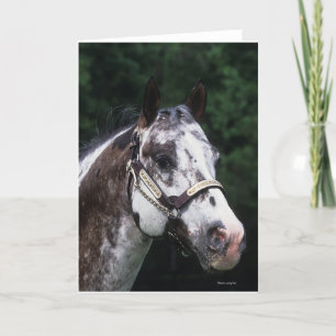 Carte Headshot 2 de cheval d'Appaloosa