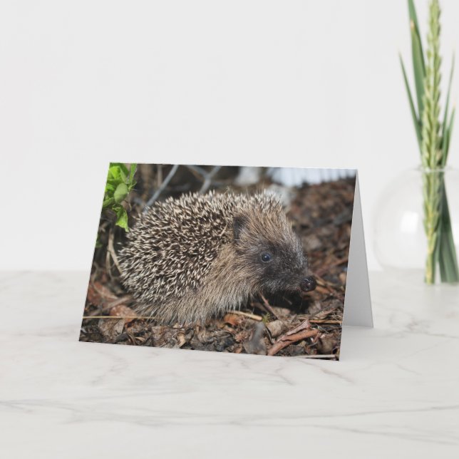 Carte Hedgehog Birthday (Devant)