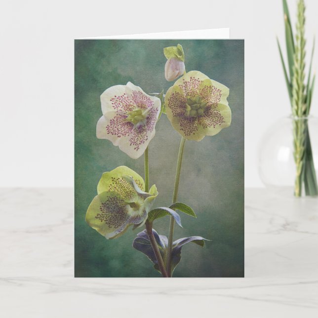 Carte Helleborus (Devant)