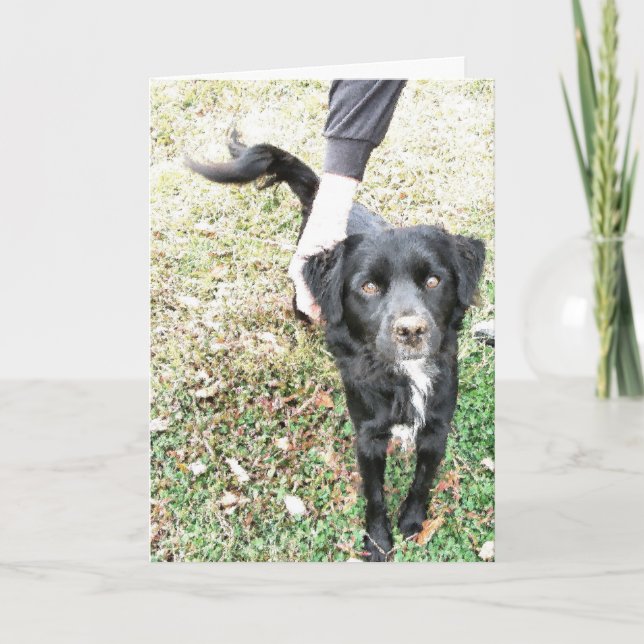 Carte Hello Doggy Card (Devant)